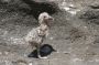 Baja05 - 034 * Yellow-footed gull chick